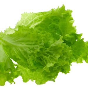 Lettuce 1 Bundle Salad ka Patta